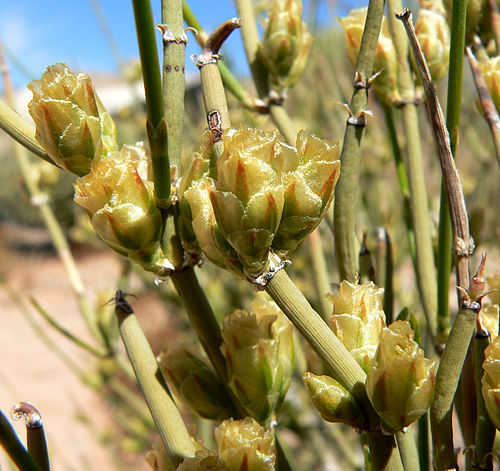 Ephedra torreyana